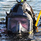Neil, a Mine Clearance Diver. 