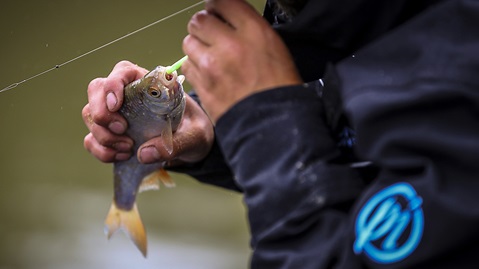 close up image of angler in blue coat unhooking caught fish