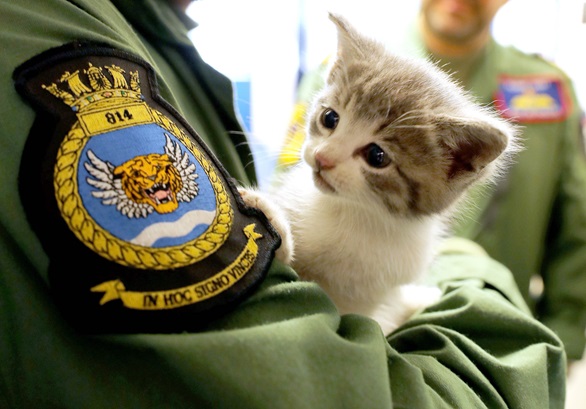 Tigger – the kitten which survived a 300-mile journey hiding INSIDE the bumper of a navy helicopter pilot’s car