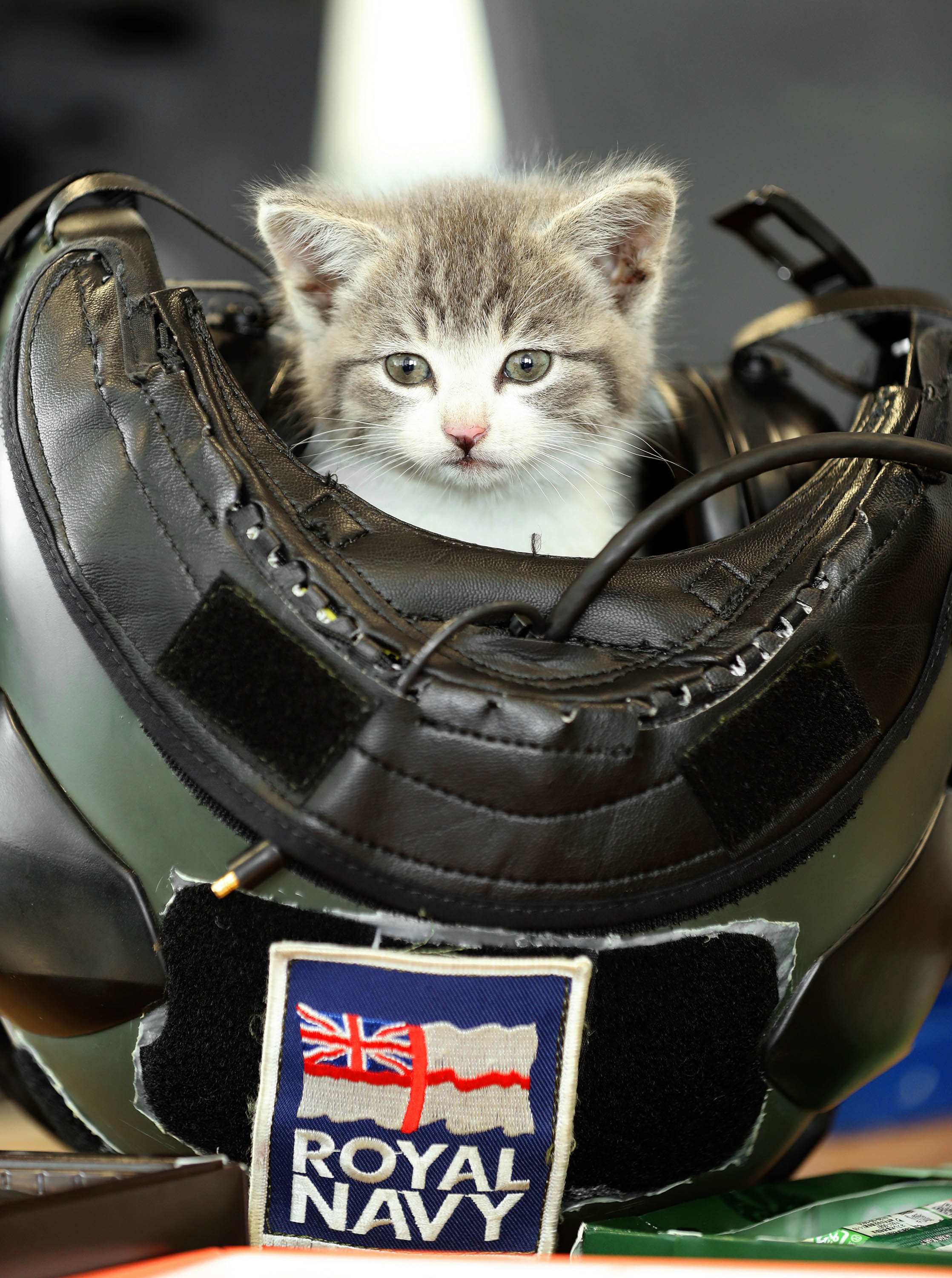 Surprise At Rnas Culdrose As Kitten Survives 300 Mile Car Journey Royal Navy 