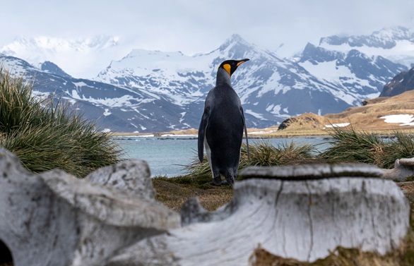 A penguin admires the stunning landscape of South Georgia