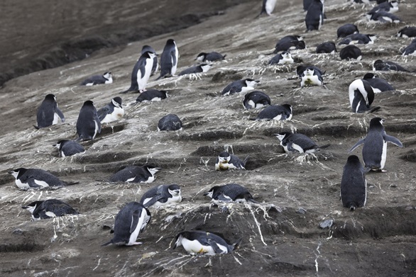 A chinstrap penguin colony on Saunders Island