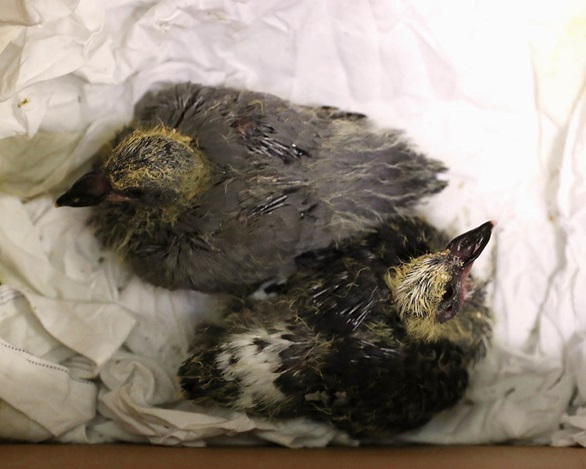 Pictured rescued chicks, christened F-35and Lightning by HMS Queen Elizabeth ships company.