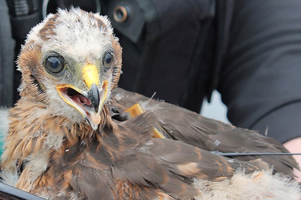 Submarine security provides haven for endangered birds of prey